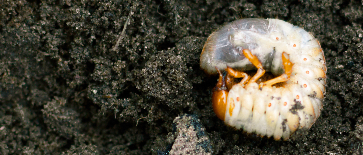 Searles Curl Grubs Cockchafer In Potting Mix searles-curl-grubs-cockchafer-in-potting-mix